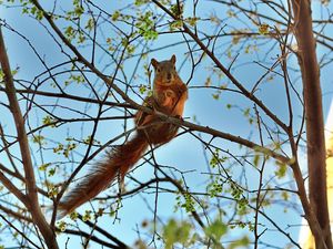 Preview wallpaper squirrel, tree, animal, spring