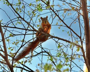 Preview wallpaper squirrel, tree, animal, spring