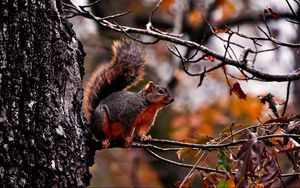 Preview wallpaper squirrel, tree, autumn, branches, leaves