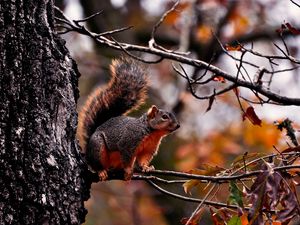 Preview wallpaper squirrel, tree, autumn, branches, leaves