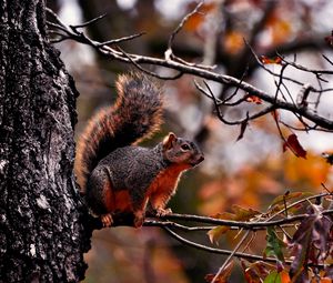 Preview wallpaper squirrel, tree, autumn, branches, leaves
