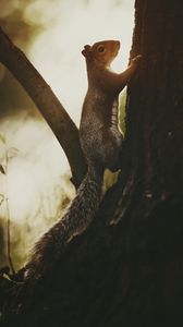 Preview wallpaper squirrel, tree, bark, wildlife