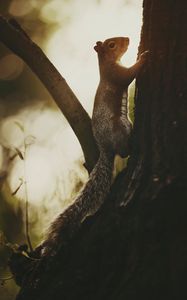 Preview wallpaper squirrel, tree, bark, wildlife