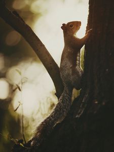 Preview wallpaper squirrel, tree, bark, wildlife