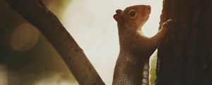 Preview wallpaper squirrel, tree, bark, wildlife