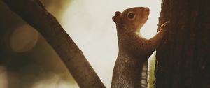 Preview wallpaper squirrel, tree, bark, wildlife
