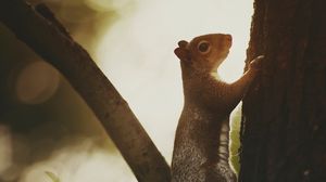 Preview wallpaper squirrel, tree, bark, wildlife