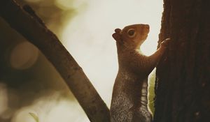 Preview wallpaper squirrel, tree, bark, wildlife