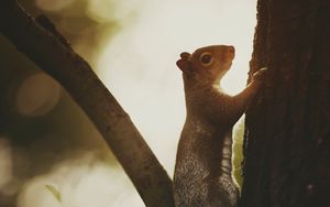 Preview wallpaper squirrel, tree, bark, wildlife