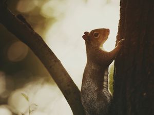 Preview wallpaper squirrel, tree, bark, wildlife