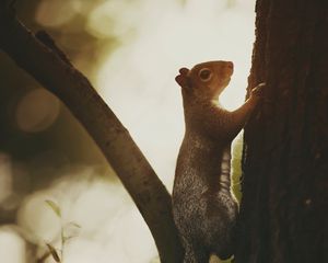 Preview wallpaper squirrel, tree, bark, wildlife