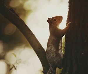 Preview wallpaper squirrel, tree, bark, wildlife