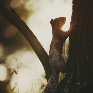 Preview wallpaper squirrel, tree, bark, wildlife