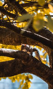 Preview wallpaper squirrel, tree, branch, animal, wildlife