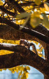 Preview wallpaper squirrel, tree, branch, animal, wildlife