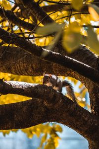Preview wallpaper squirrel, tree, branch, animal, wildlife