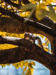 Preview wallpaper squirrel, tree, branch, animal, wildlife