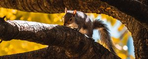 Preview wallpaper squirrel, tree, branch, animal, wildlife