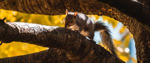 Preview wallpaper squirrel, tree, branch, animal, wildlife