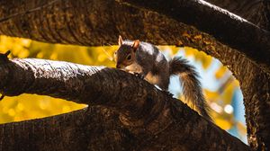 Preview wallpaper squirrel, tree, branch, animal, wildlife