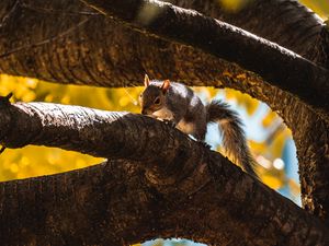 Preview wallpaper squirrel, tree, branch, animal, wildlife