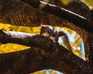 Preview wallpaper squirrel, tree, branch, animal, wildlife
