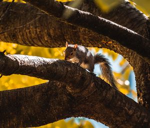 Preview wallpaper squirrel, tree, branch, animal, wildlife