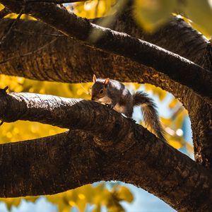 Preview wallpaper squirrel, tree, branch, animal, wildlife