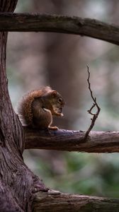 Preview wallpaper squirrel, tree, branch, wildlife