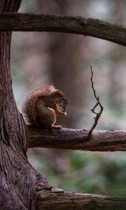 Preview wallpaper squirrel, tree, branch, wildlife