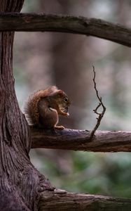 Preview wallpaper squirrel, tree, branch, wildlife