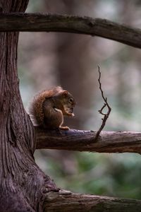 Preview wallpaper squirrel, tree, branch, wildlife