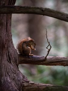 Preview wallpaper squirrel, tree, branch, wildlife