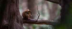 Preview wallpaper squirrel, tree, branch, wildlife