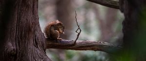 Preview wallpaper squirrel, tree, branch, wildlife