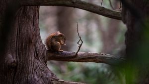 Preview wallpaper squirrel, tree, branch, wildlife