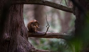 Preview wallpaper squirrel, tree, branch, wildlife