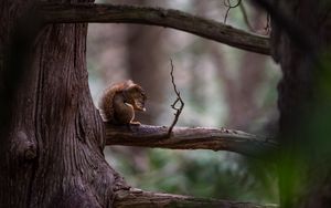 Preview wallpaper squirrel, tree, branch, wildlife