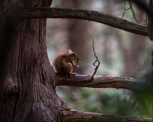 Preview wallpaper squirrel, tree, branch, wildlife