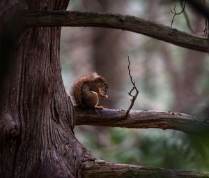 Preview wallpaper squirrel, tree, branch, wildlife