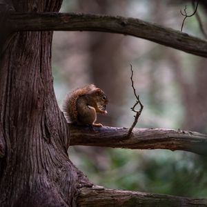 Preview wallpaper squirrel, tree, branch, wildlife