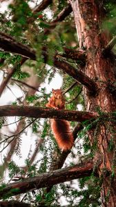 Preview wallpaper squirrel, tree, branches, animal