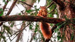 Preview wallpaper squirrel, tree, branches, animal