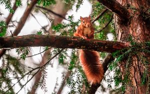 Preview wallpaper squirrel, tree, branches, animal