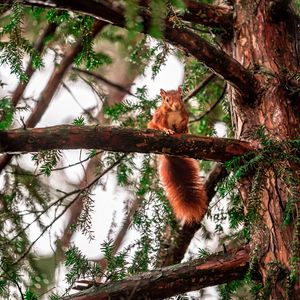 Preview wallpaper squirrel, tree, branches, animal