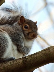 Preview wallpaper squirrel, tree, branches, thick