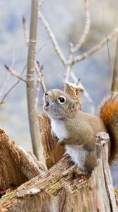 Preview wallpaper squirrel, tree, branches, food