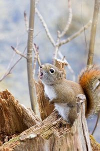 Preview wallpaper squirrel, tree, branches, food