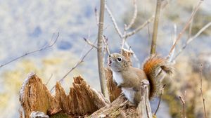 Preview wallpaper squirrel, tree, branches, food