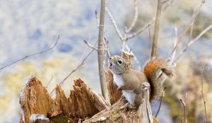 Preview wallpaper squirrel, tree, branches, food